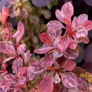 инспирейшн