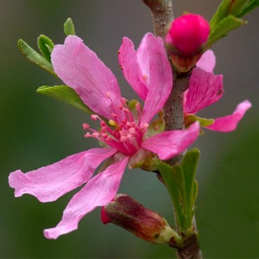 миндальстеп