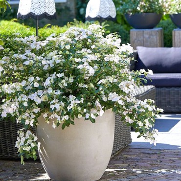 невестушка2