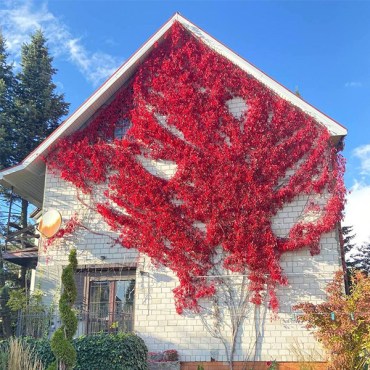 трикуспидата