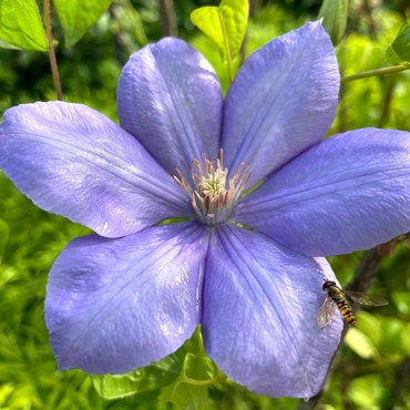 чалмонделли